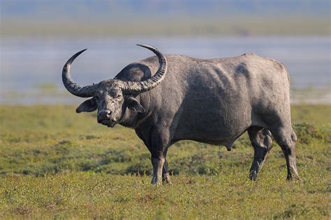 wild water buffalo crossword|wild water buffalo of india.